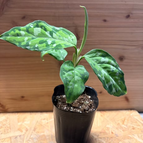 アグラオネマピクタムトリカラー | STORES