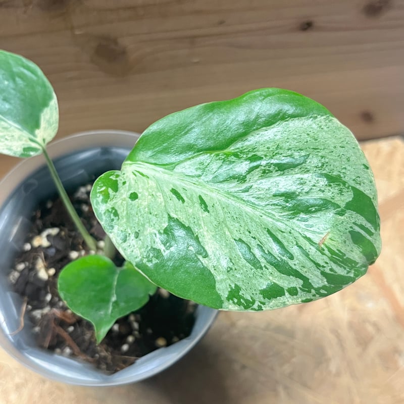 モンステラ デリシオーサ 'バルバソー' | GREEN LUCK