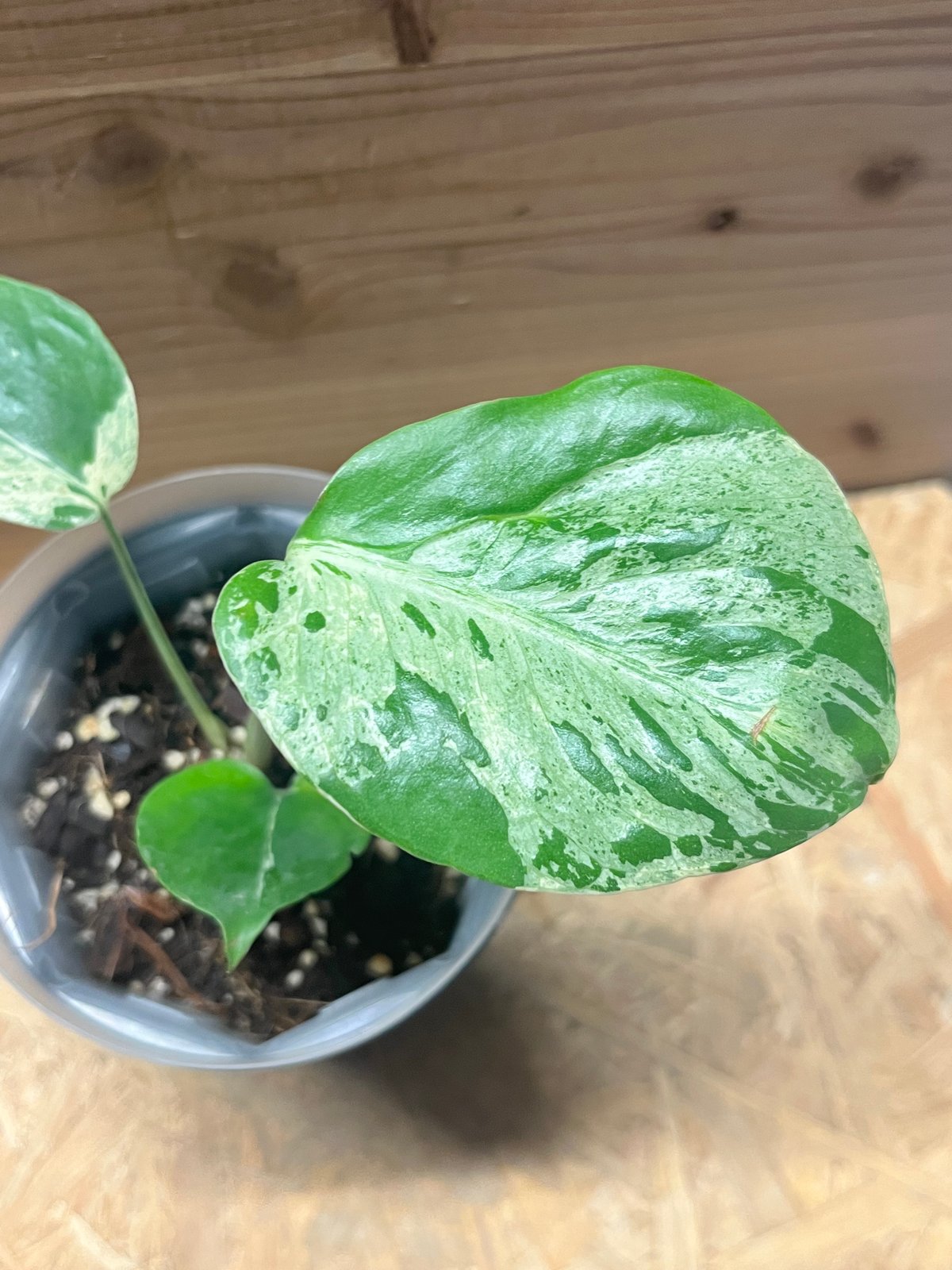 モンステラ デリシオーサ 'バルバソー' | GREEN LUCK