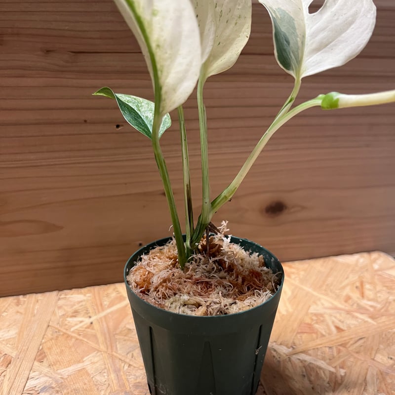 希少 モンステラ ラニアタ モトルド 斑入り Yahoo!オークション - 「12」 Monstera Laniata Mottled