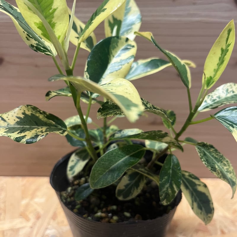 フィカス ルビキノーサ 斑入り フランスゴムの木 | GREEN LUCK