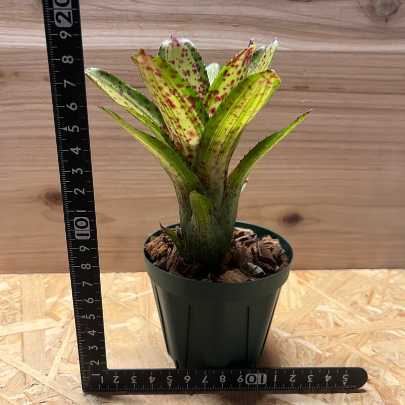 ネオレゲリア クリシー | GREEN LUCK