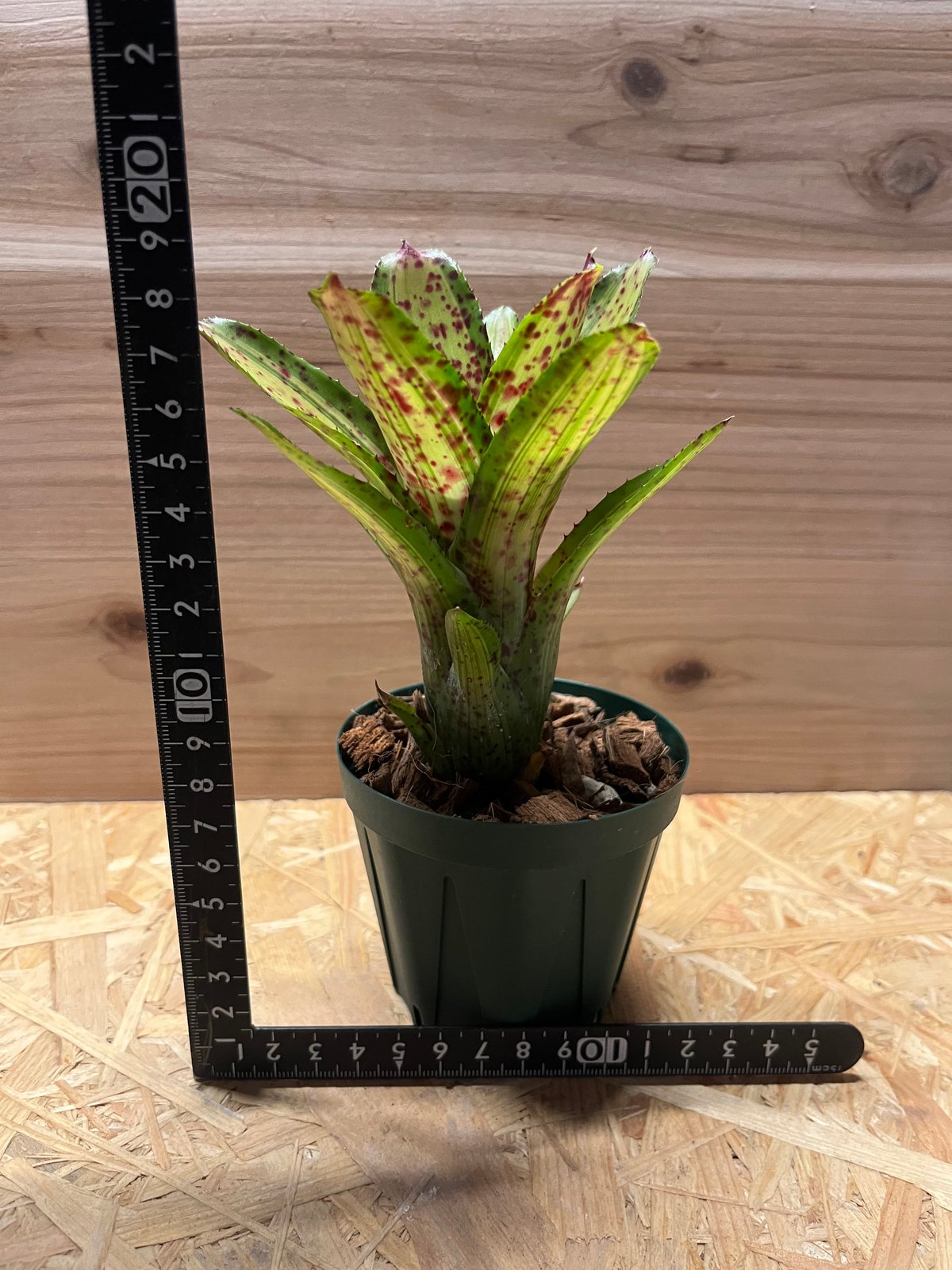 ネオレゲリア 送料無料】Neoregelia 'Red Bull' (子株付き)〔ネオレゲリア〕現品発送