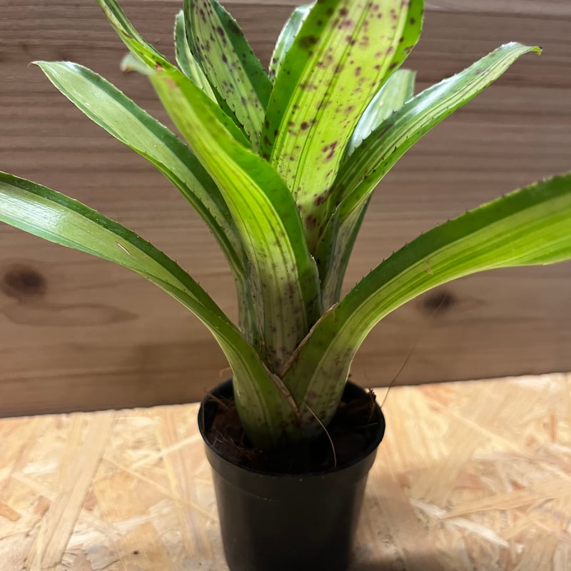 ネオレゲリア クリシー | GREEN LUCK