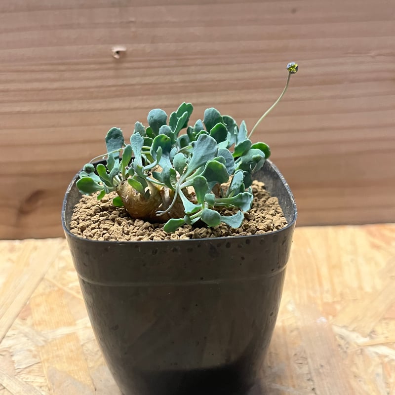 オトンナ カカリオイデス | GREEN LUCK