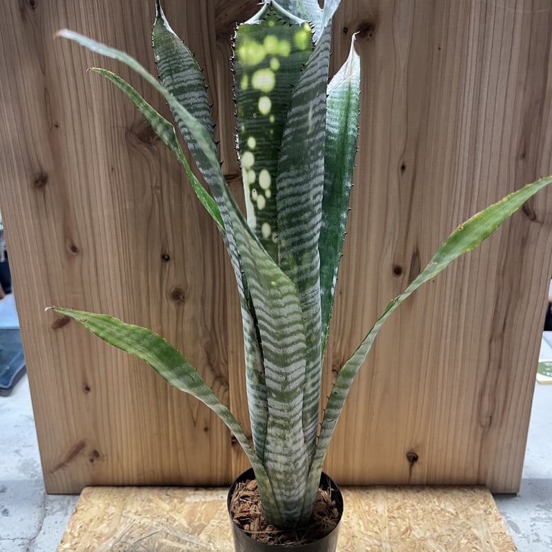 ビルベルギア パイプライン | GREEN LUCK