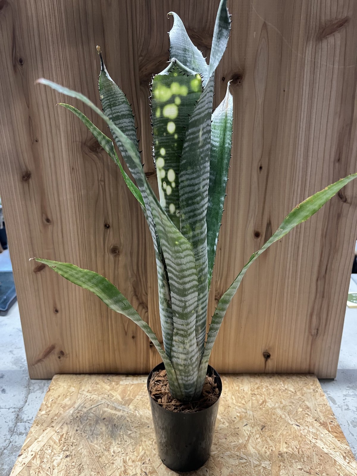 fit=scale-down,w=1200