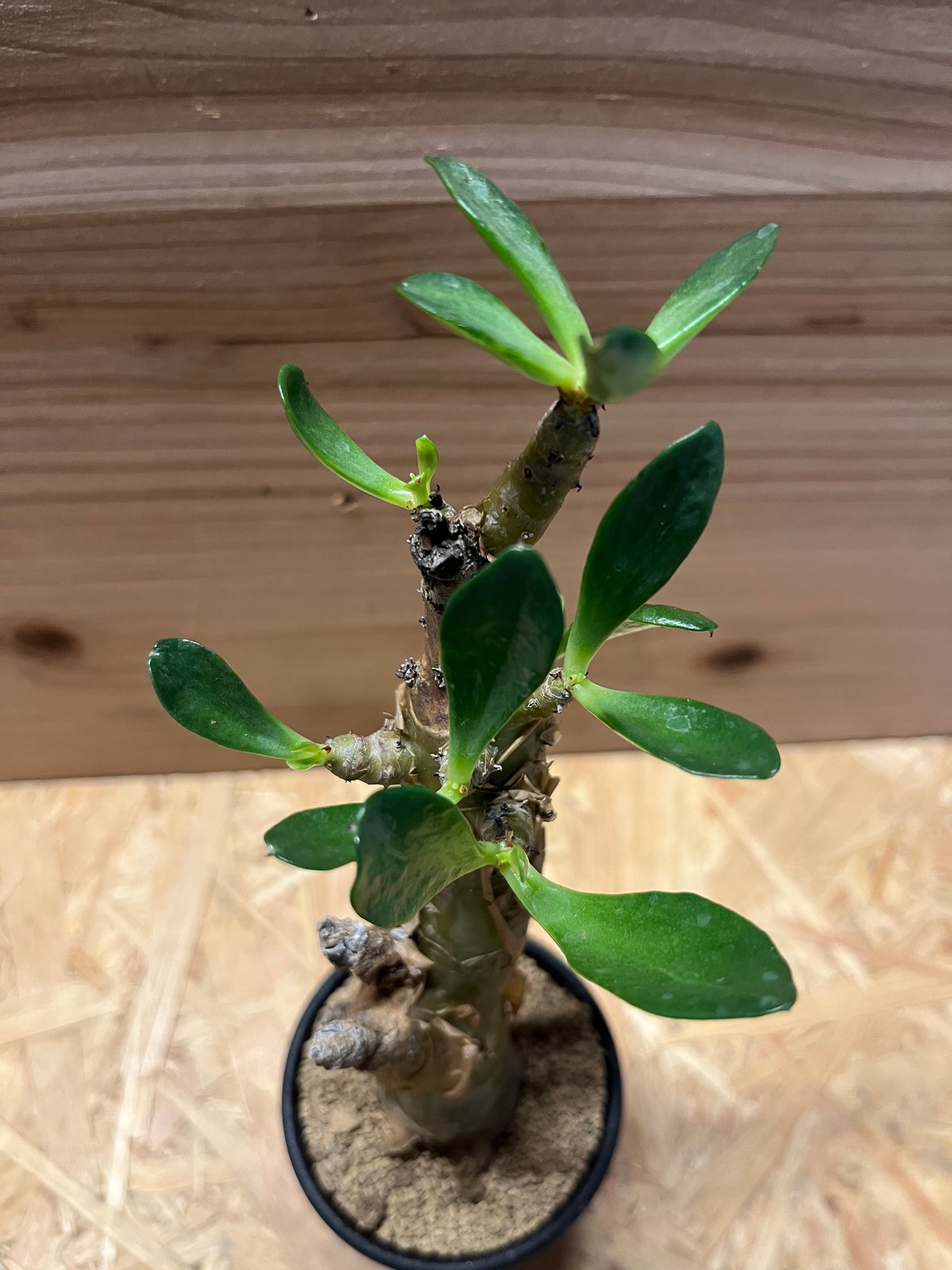 チレコドン パニクラータス | GREEN LUCK