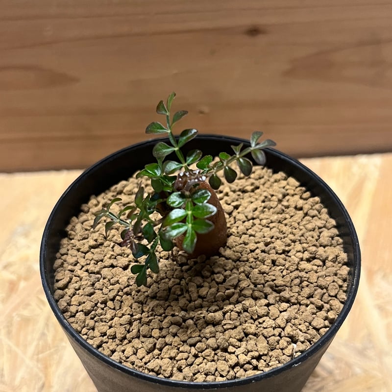 オペルクリカリア パキプス根差し コーデックス 塊根植物 塊根植物 オペルクリカリア パキプス 4.5号ロング黒鉢(現品