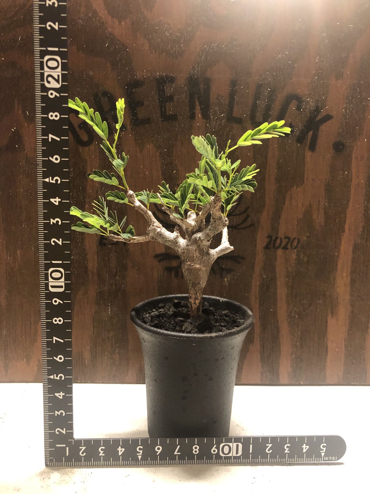 センナメリディオナリス センナ メリディオナリス | STELLA.PLANTS
