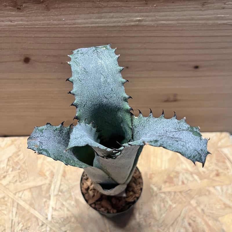 ホヘンベルギア サンドラズマウンテン | GREEN LUCK