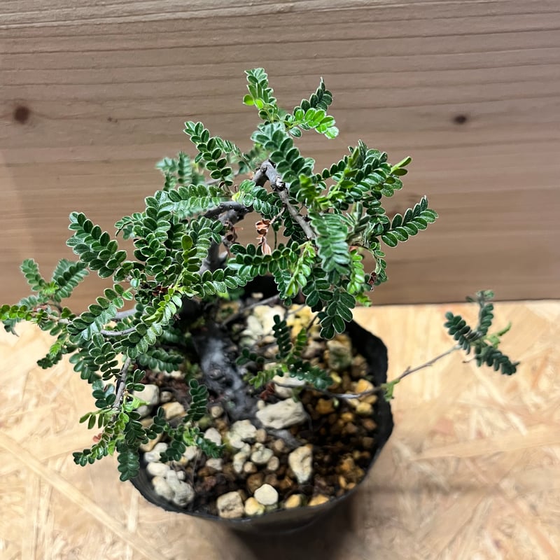 磯山椒 天の梅 | GREEN LUCK