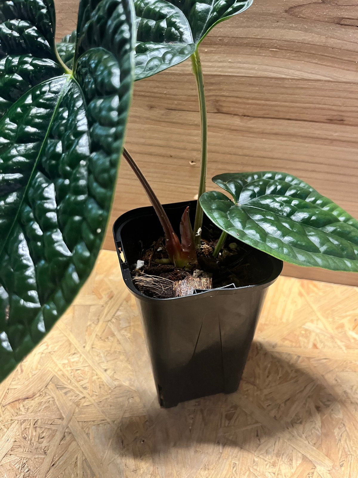 アンスリウム ルクスリアンス 'ブラック' | GREEN LUCK