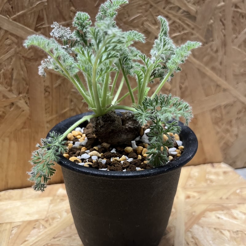 ペラルゴニウム アッペンディクラツム | GREEN LUCK