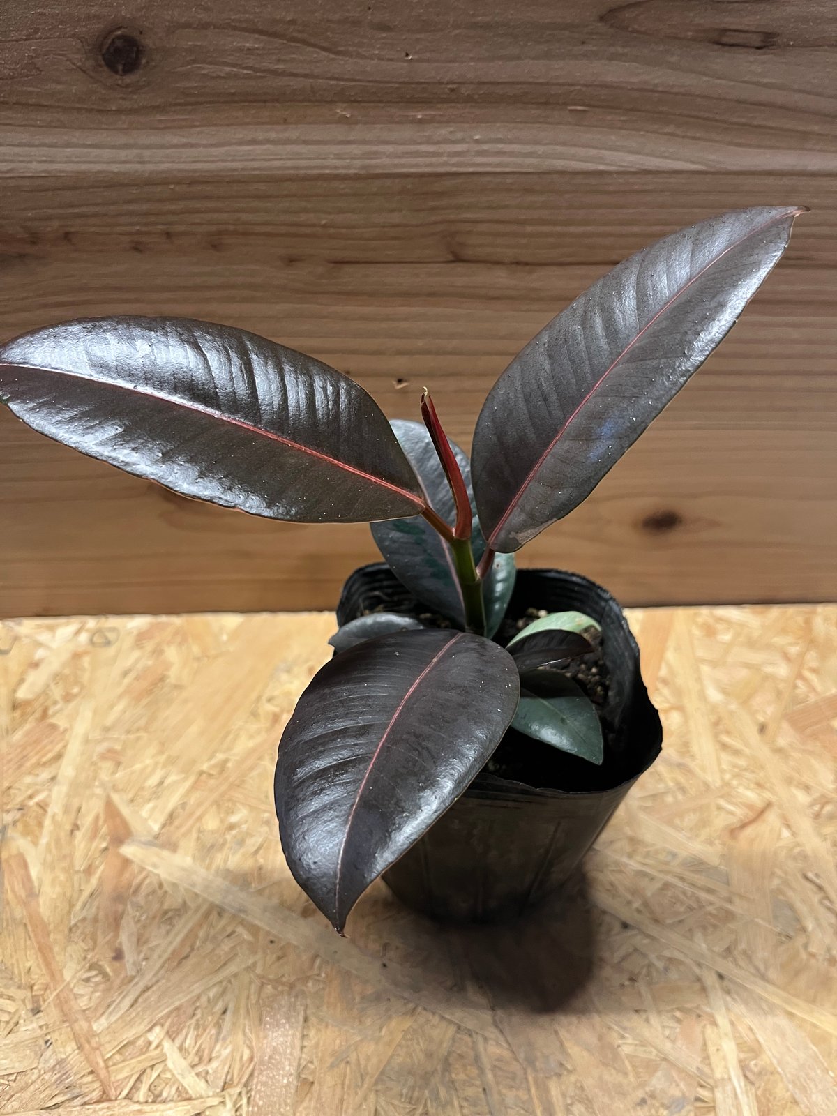 フィカス ブルールビー | GREEN LUCK