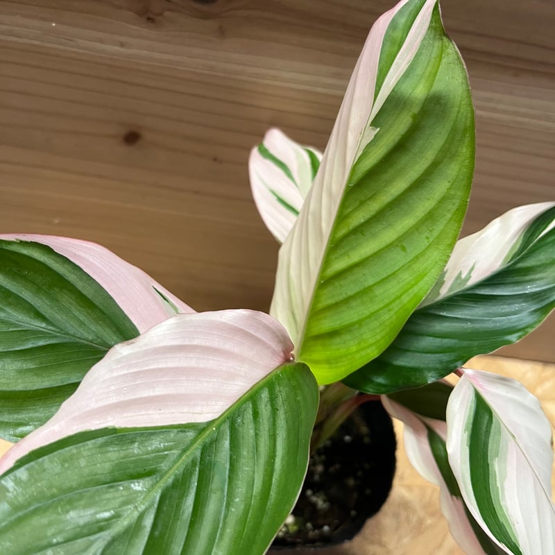 アグラオネマ　カーンマク　バリエガータ　レア♪ アグラオネマ カーンマク バリエガータ レア♪