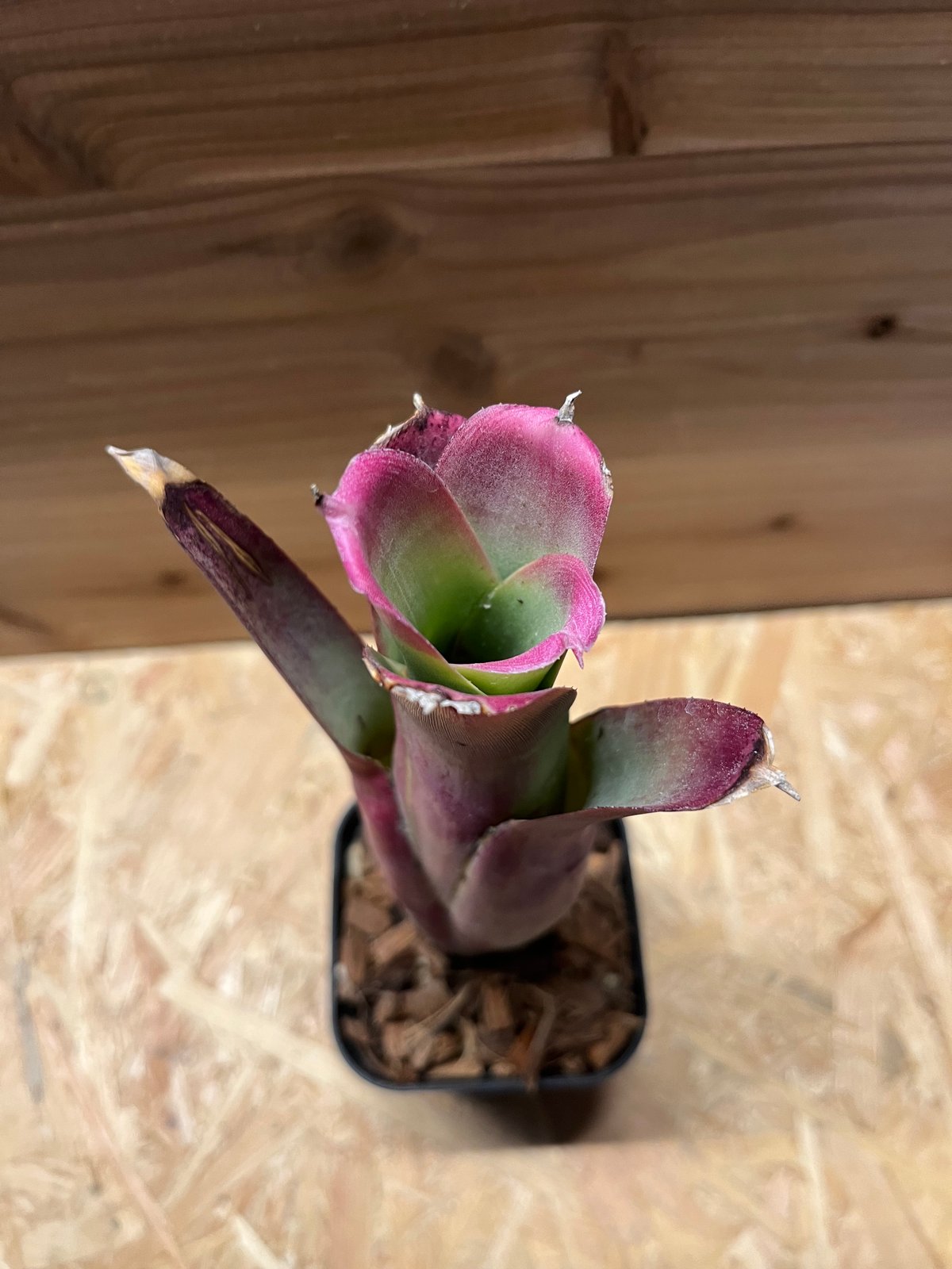 [最終値下]Neoregelia bahiana ネオレゲリア　バヒアナ ネオレゲリア バヒアナ | GREEN LUCK