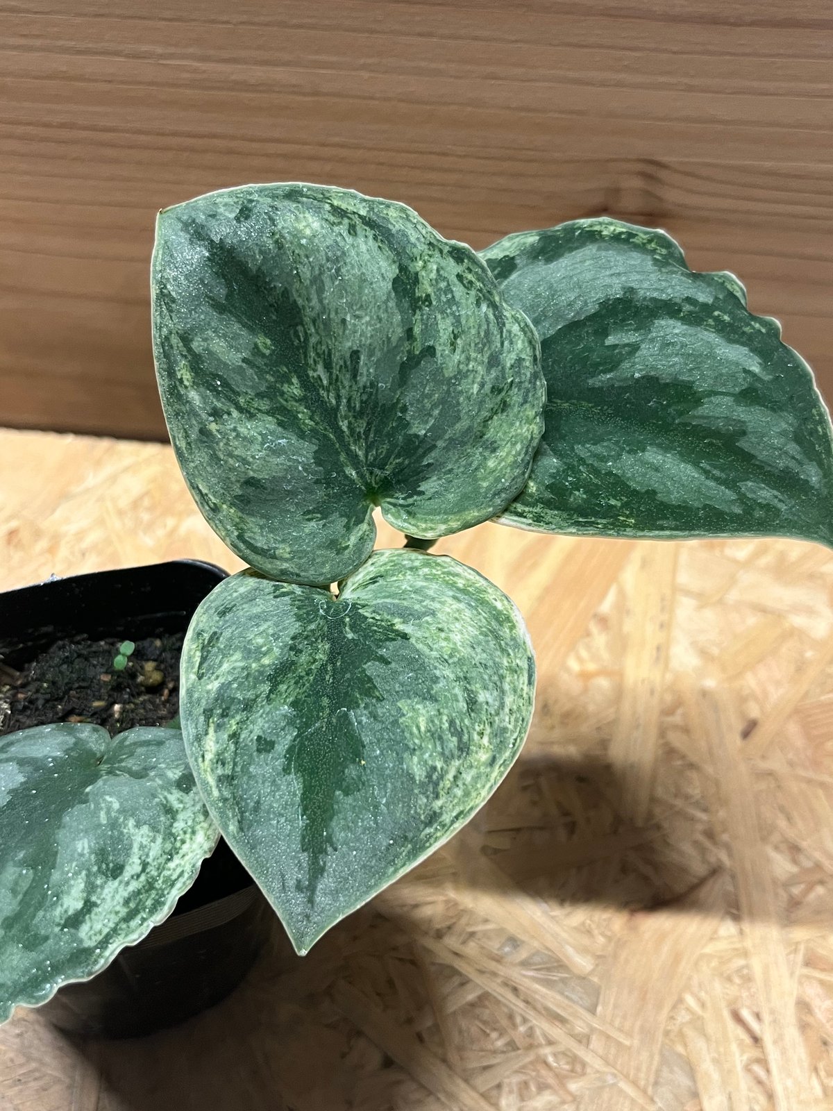 スキンダプサス　エキゾチカトリカラー スキンダプサスエキゾチカ トリカラー - メルカリ