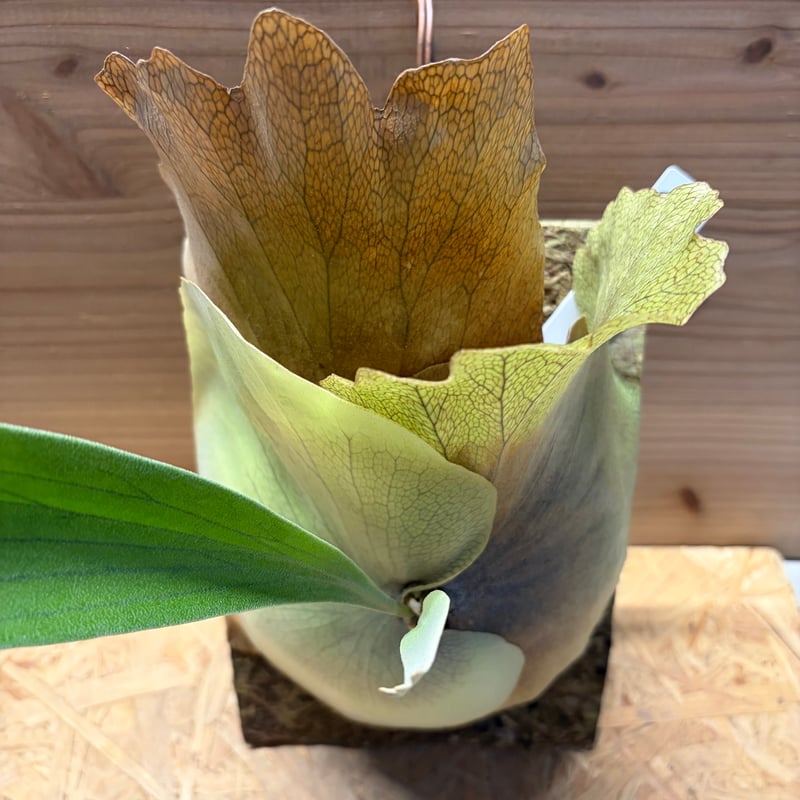 ビカクシダ　BB-F SERIES　子株 🎃 👻Happy Halloween👻 BB-F series #bbseries記録用 #胞子培養