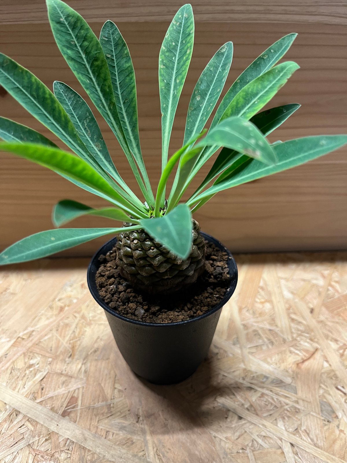 ユーフォルビア フスカ 現地球からカットした挿し木 発根済 005