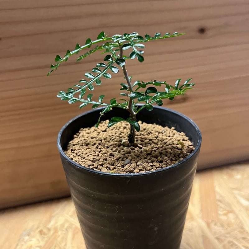 オペルクリカリア パキプス | GREEN LUCK