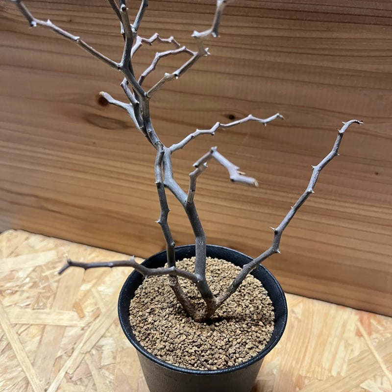 デカリア マダガスカリエンシス ジグザグの木 | GREEN LUCK