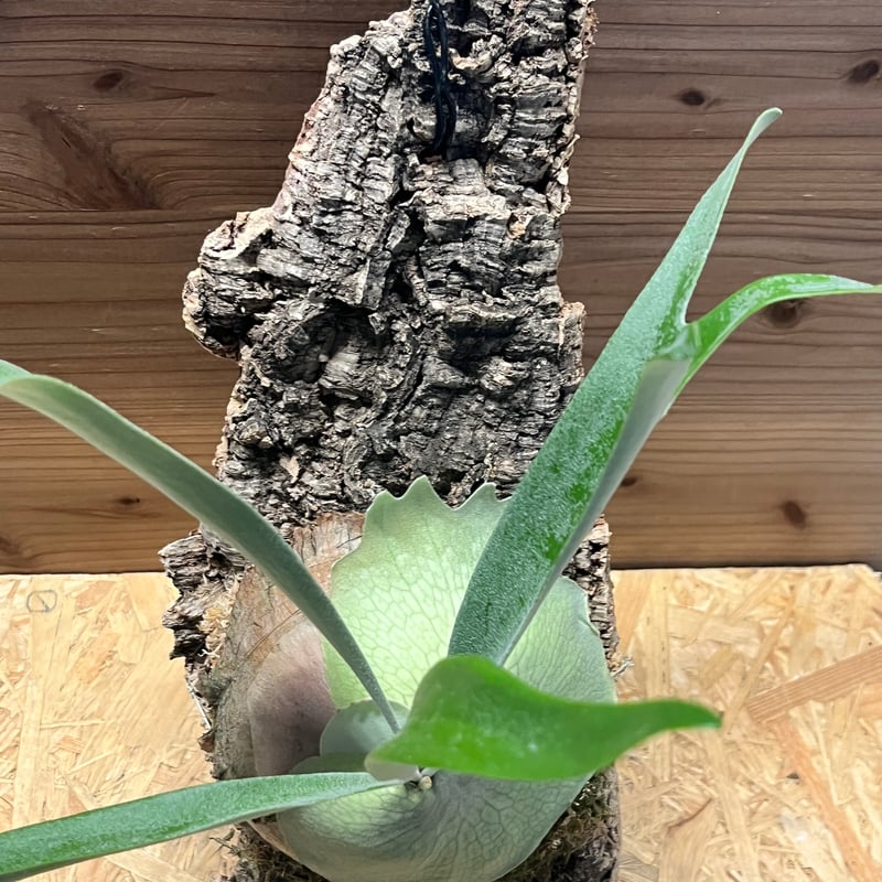 ビカクシダ ベイチー 'アーバンリバー' | GREEN LUCK