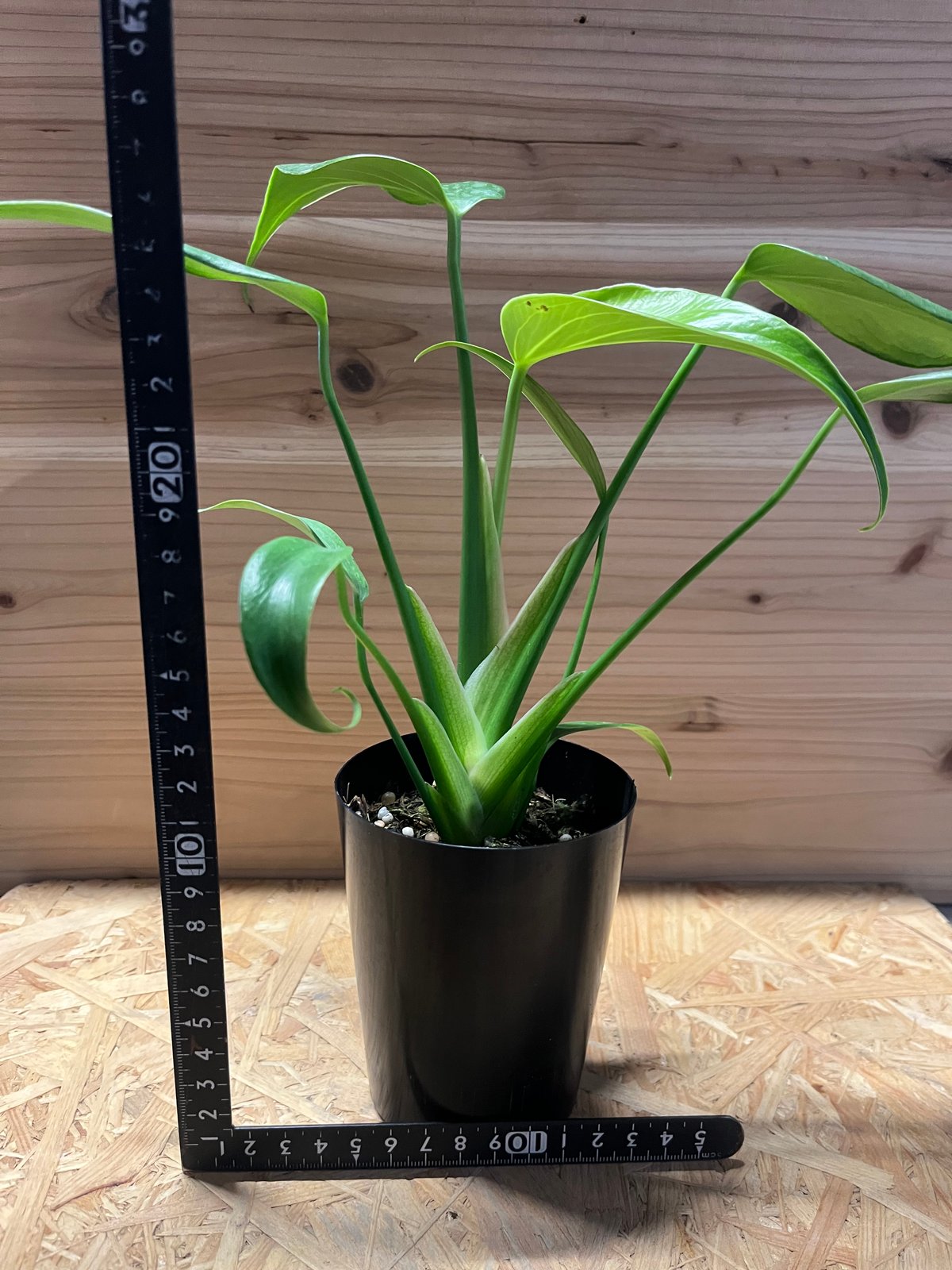 ぺ*ぺ様 モンステラ バールマルクスフレーム　5株セット モンステラ バールマルクスフレーム 5株セット モンステラ バール