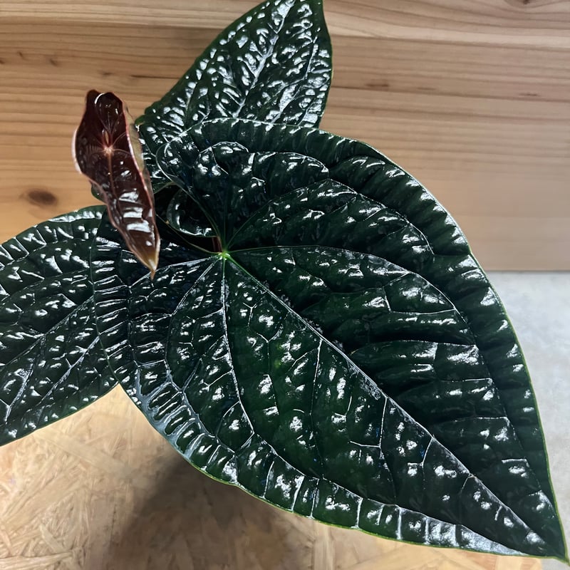 アンスリウム ルクスリアンス 'ブラック' | GREEN LUCK