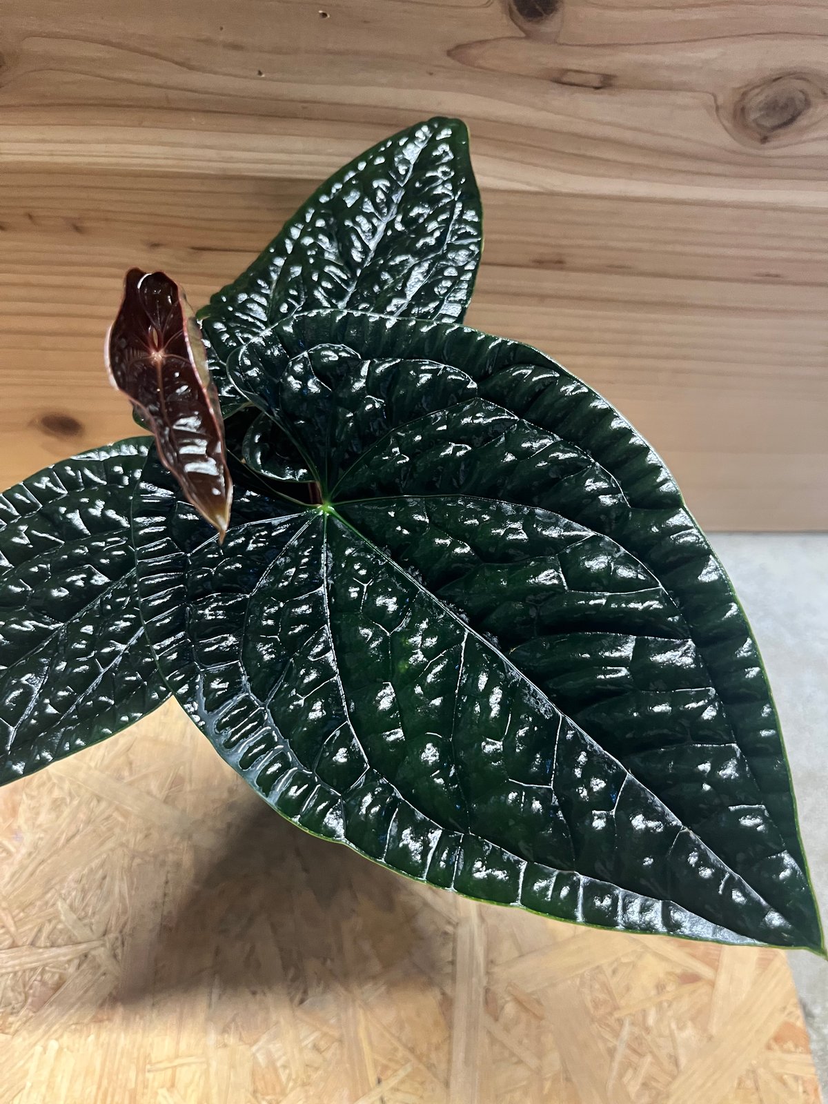 アンスリウム ルクスリアンス 'ブラック' | GREEN LUCK