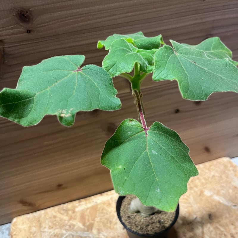 ウンカリーナ　グランディディエリー ウンカリーナ グランディディエリ | GREEN LUCK