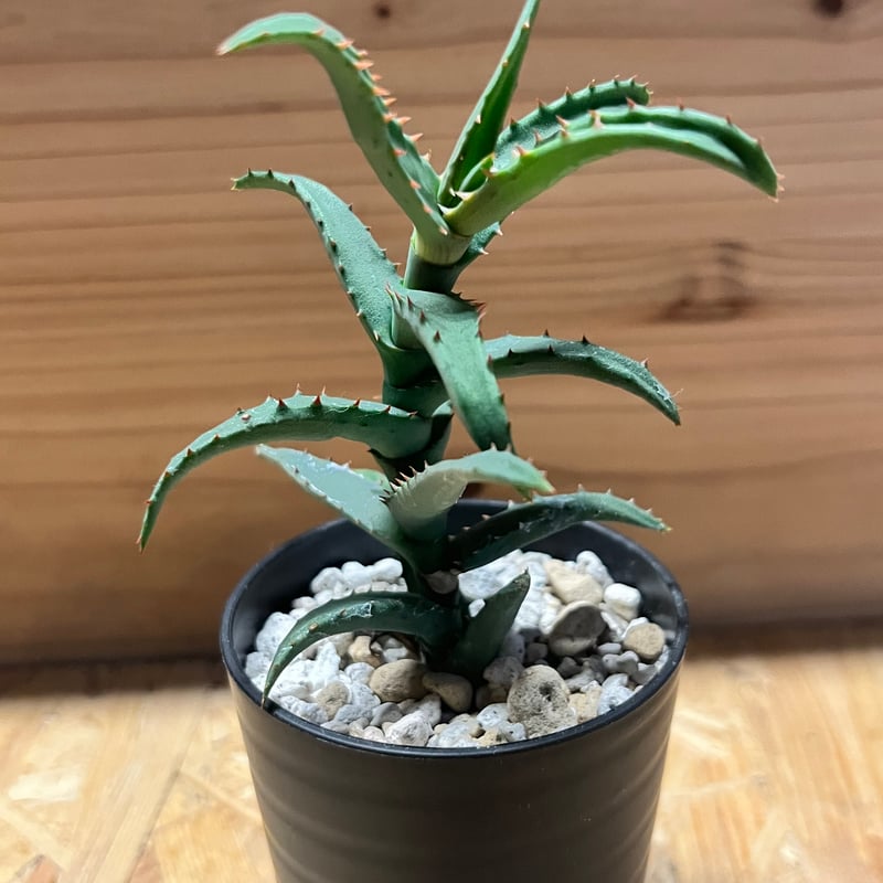 アロエ　コニフェラ✕カスティロニアエ　選抜　短葉　コレクション株 アロエ コニフェラ✕カスティロニアエ 選抜 短葉 コレクション株