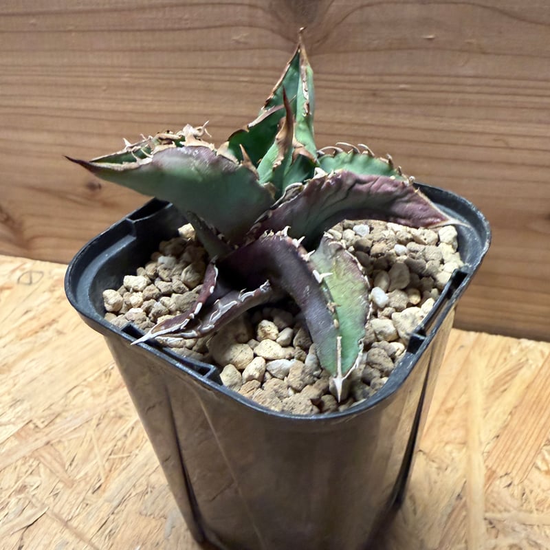 アガベチタノタ アガベ・チタノタ ネームド図鑑 AGAVE TITANOTA NAMED ARCHIVES