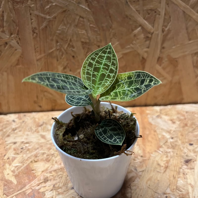 ジュエルオーキッド　マコデス　ペトラ Macodes petola マコデス・ペトラ 【ジュエルオーキッド／宝石蘭