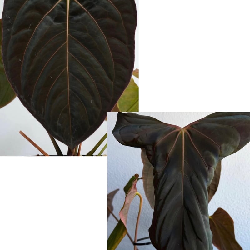 アンスリウム ダーケストパナマ×ソウルリーパー | GREEN LUCK