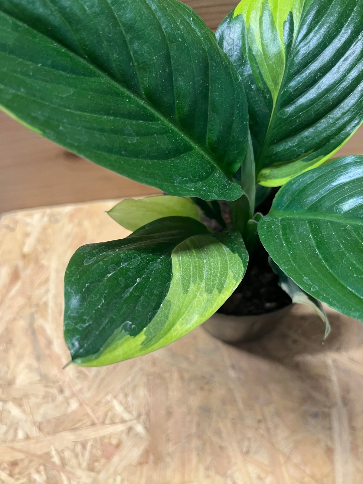 スパティフィラム センセーション 黄斑 | GREEN LUCK