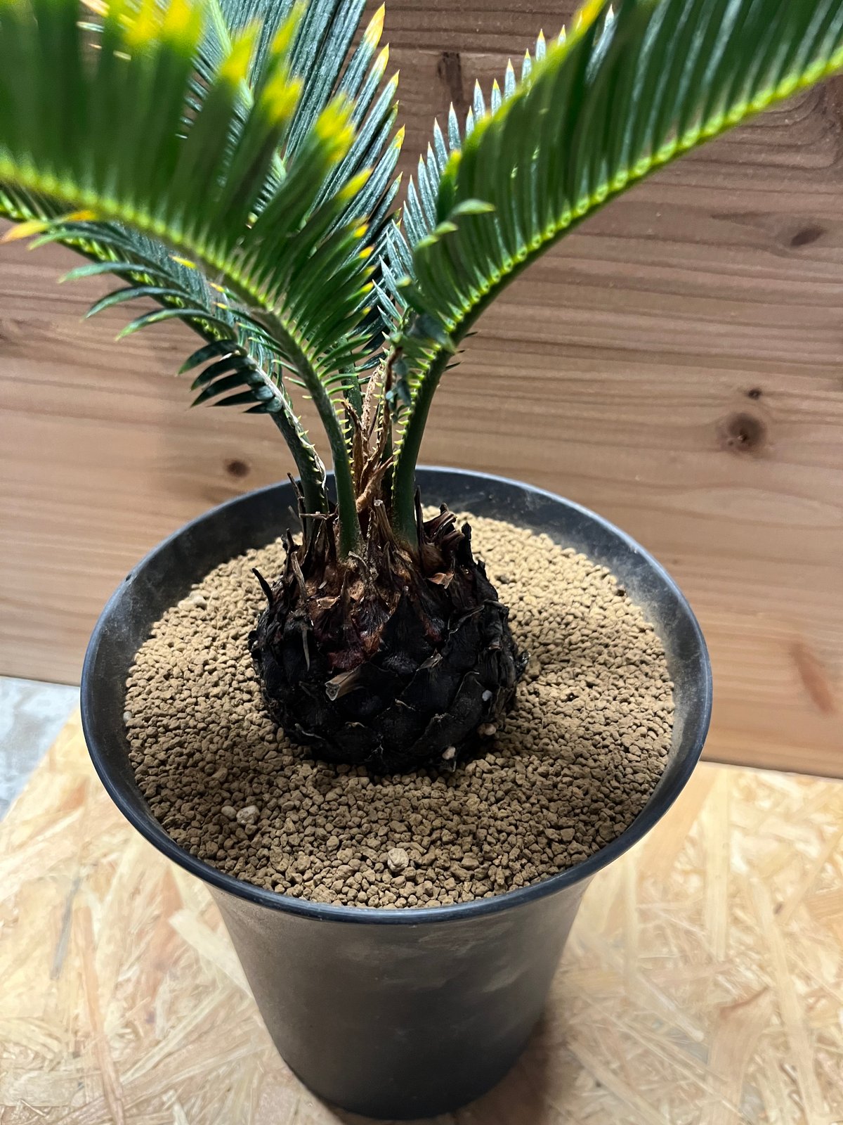 状態が最高！ 金環ソテツ 黄金ソテツ 子株