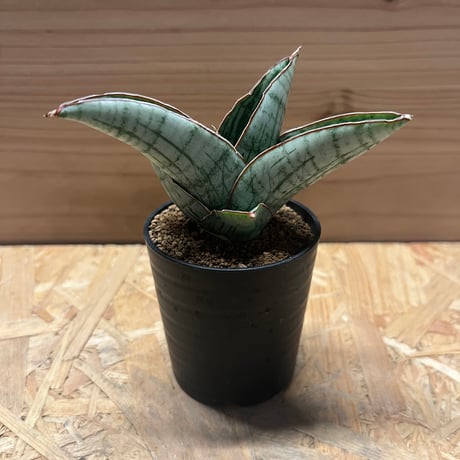 CATEGORY 観葉植物 | GREEN LUCK CATEGORY 観葉植物 | GREEN LUCK