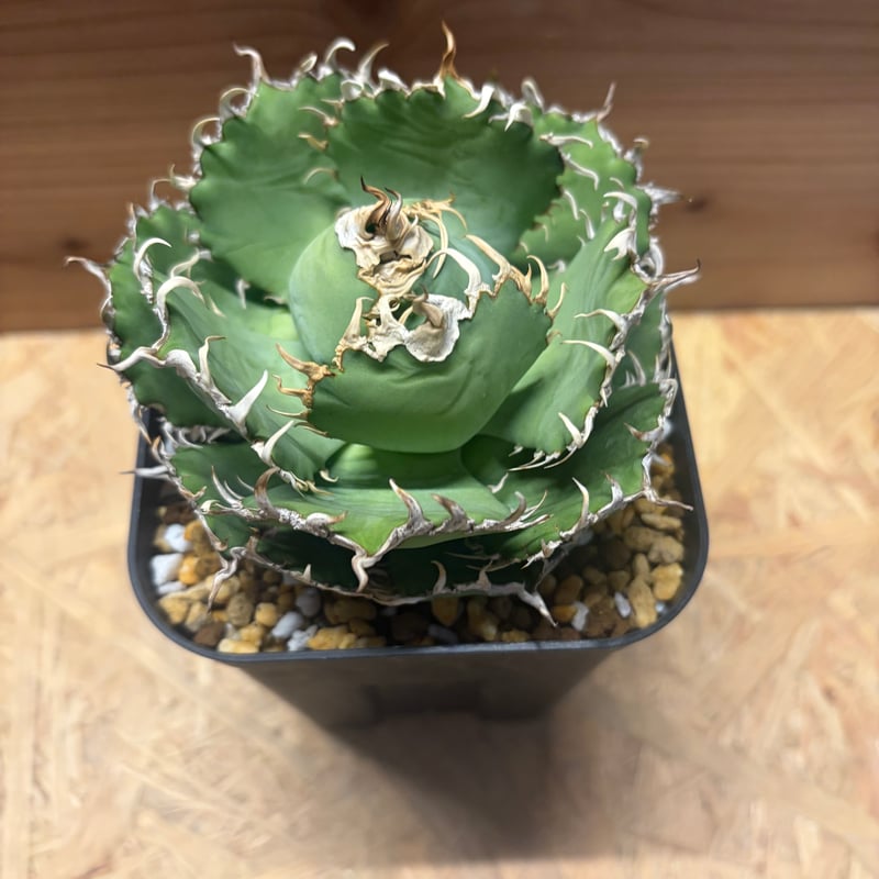 アガベ　チタノタ　フィリグリー アガベ チタノタ フィリグリー 6 Agave titanota filigree | Mel
