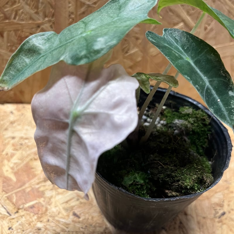 アロカシア アマゾニカ バリエガータ | GREEN LUCK
