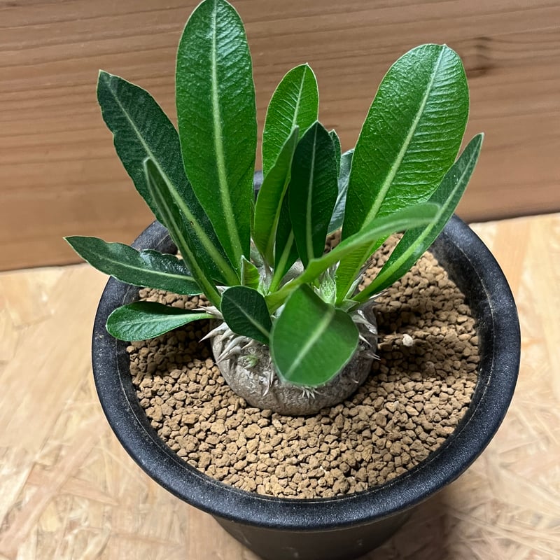 パキポディウム デンシカウレ 恵比寿大黒 | GREEN LUCK