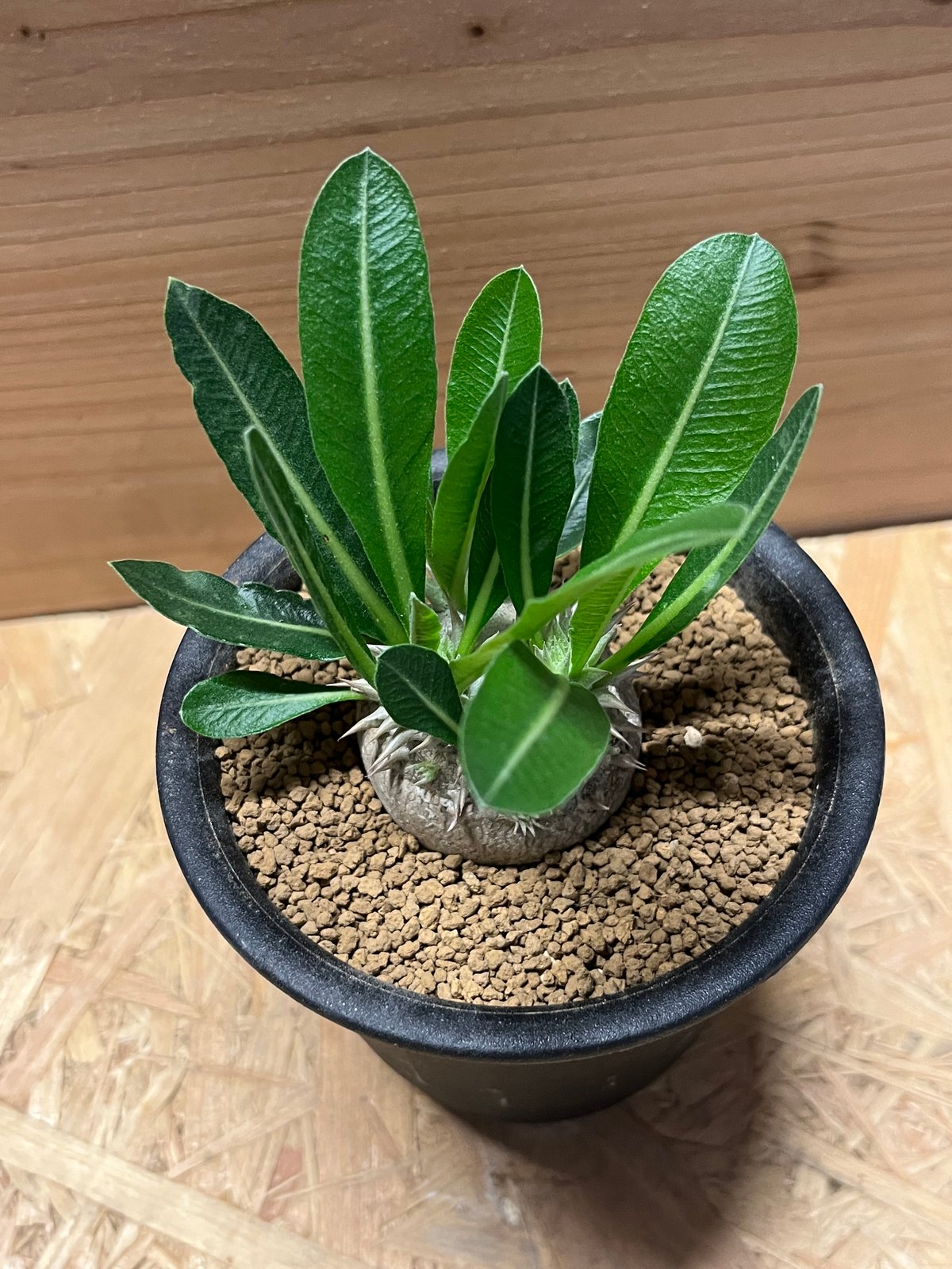 縁起物　※お値打ち※ 良型分岐  パキポディウム デンシカウレ 恵比寿大黒 パキポディウム デンシカウレ 恵比寿大黒④ | hanayoshi-botanical