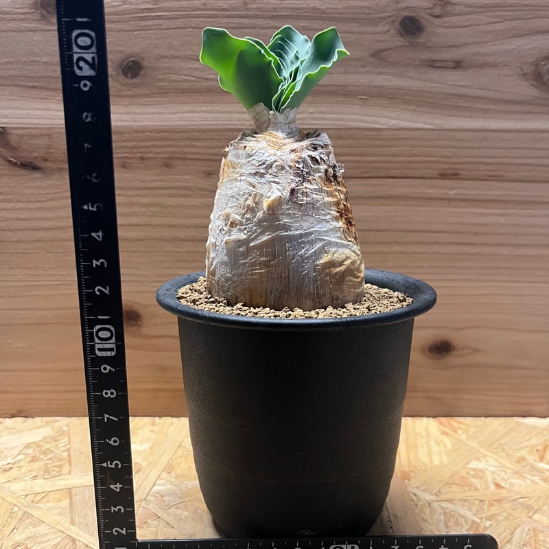 M様専用 ブーファン ハエマンソイデス | GREEN LUCK