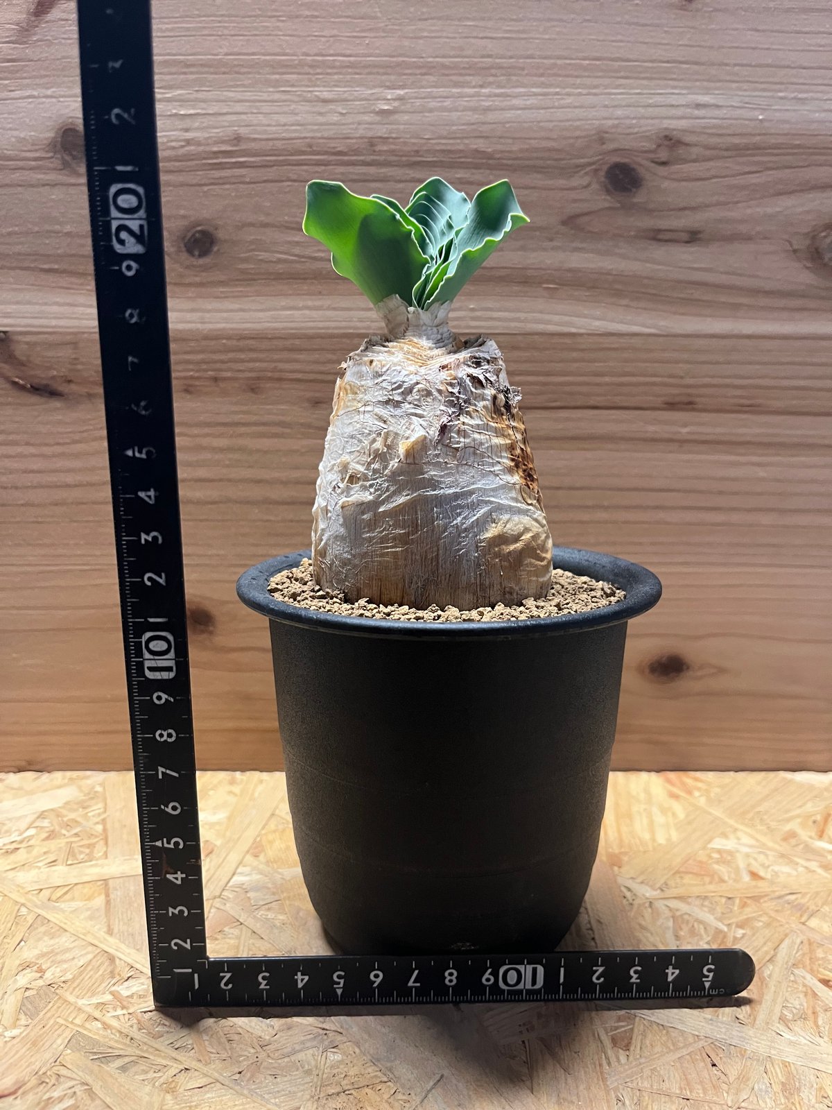 M様専用 ブーファン ハエマンソイデス | GREEN LUCK