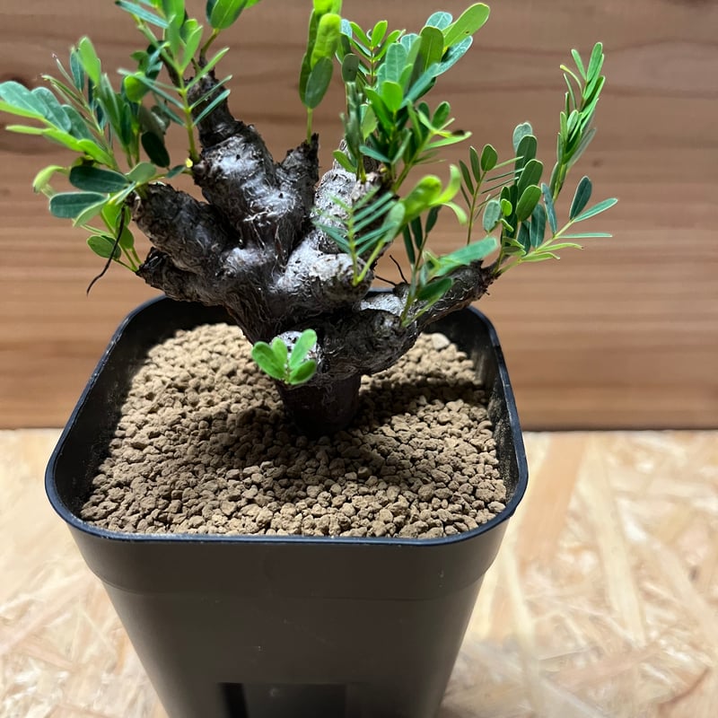 センナ メリディオナリス | GREEN LUCK