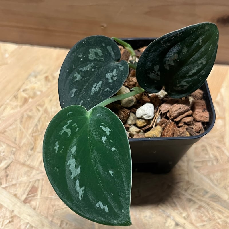 スキンダプサス スーパーブラック ボルネオ | GREEN LUCK