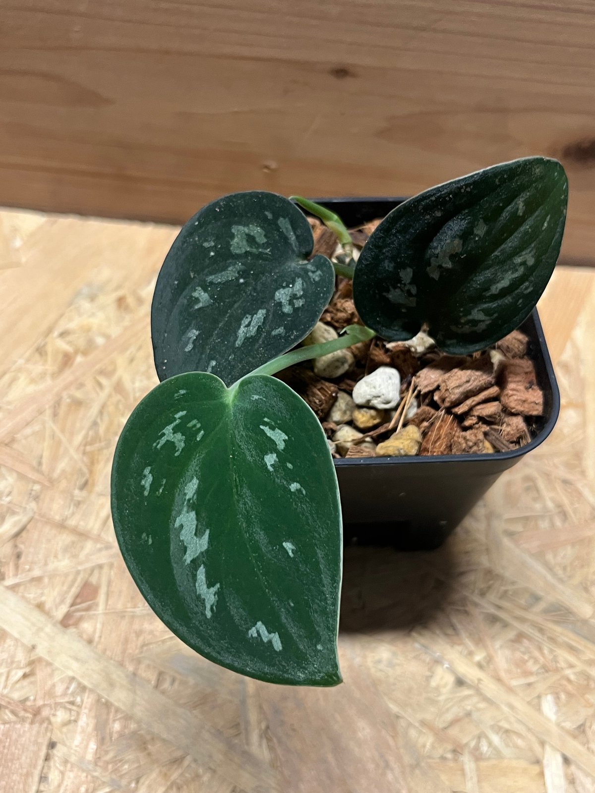 スキンダプサス スーパーブラック ボルネオ | GREEN LUCK