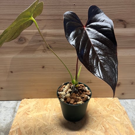 アンスリウムロムズレッド | STORES