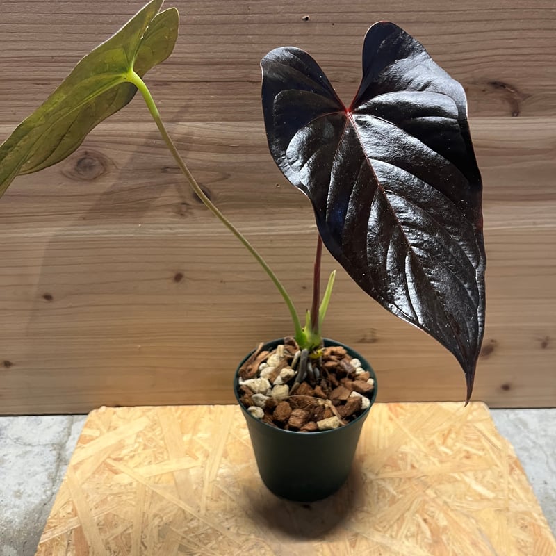 アンスリウム チャンベラニアナム ロムズレッド | GREEN LUCK