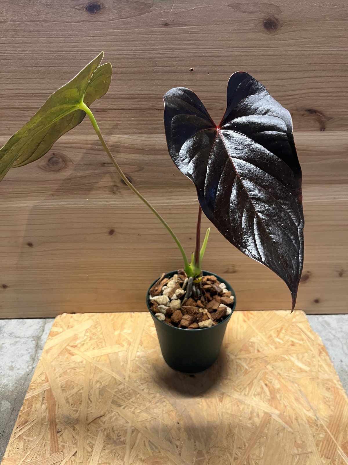 【超希少】アンスリウムロムズブラック①ミドルカット根っ子◎チヤンベルアニナム 超希少】アンスリウムロムズブラック①チヤンベルアニナム 連休セール！